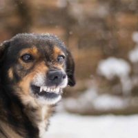 angry dog baring teeth