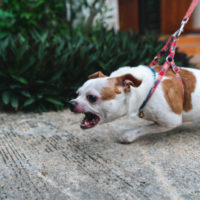 angry dog on leash
