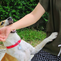 a dog biting a person on the arm
