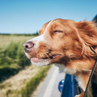 Sandy, UT, dog bite attorneys are prepared to help you take advantage of Utah’s one bite rule, which states that dog owners must take immediate responsibility for their dog’s bad behavior.